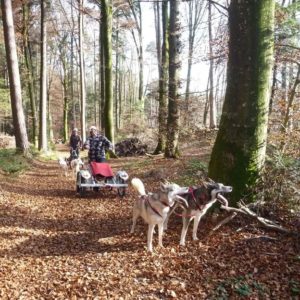 exklusiv-schlittenhunde-wagenfahrt-im-herbst