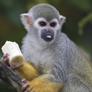 zoo-familieneintritt-fuer-2-erwachsene-und-2-kinder
